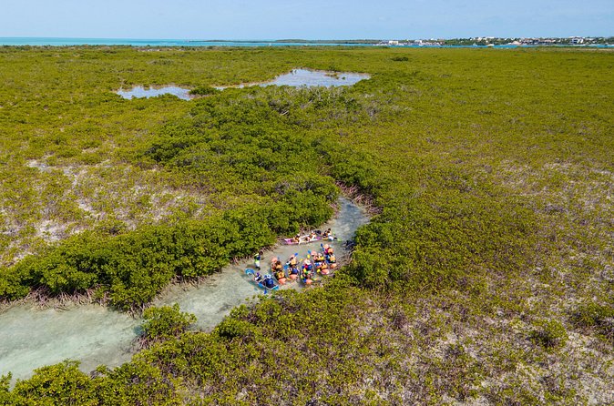 2 Hours Clear Kayaking Activity on Mangrove Cay - How the Water Conditions Affect the Experience