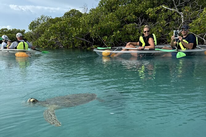 3hr Clear Kayak Tour of Mangroves, Marine Life and Iguanas - Key points to know before you book