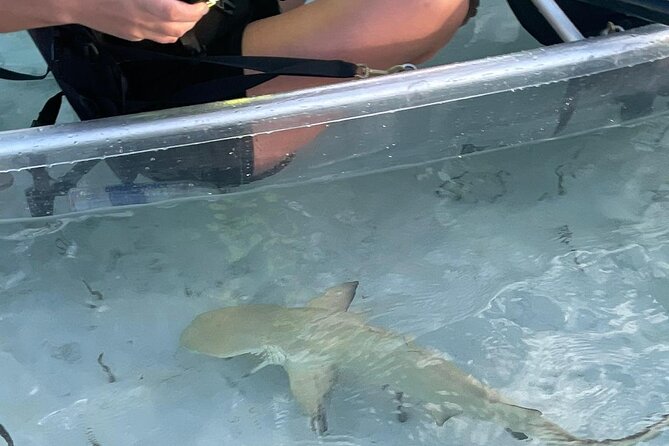 3hr Clear Kayak Tour of Mangroves, Marine Life and Iguanas - Mangrove Cay gives you time to look closely