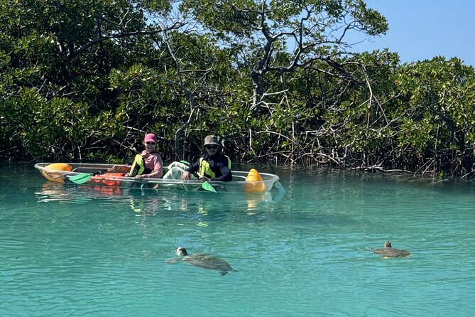 3hr Clear Kayak Tour of Mangroves, Marine Life and Iguanas - The wildlife sightings are the real payoff