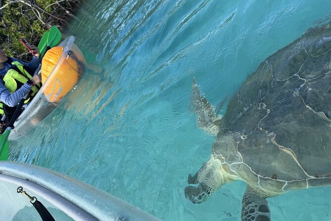 3hr Clear Kayak Tour of Mangroves, Marine Life and Iguanas - Is $134.40 a fair price?