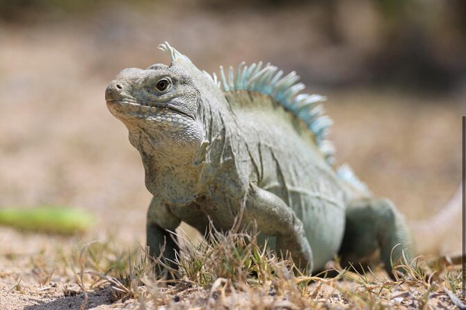 3HR Emerald reef snorkeling, iguana island and shipwreck tour - Little Water Cay and the Iguanas