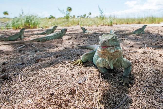 3HR Emerald reef snorkeling, iguana island and shipwreck tour - Practical Tips for a Better Day