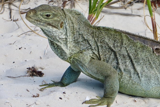 4-Hour Catamaran Sail and Snorkel Tour from Grace Bay - Boarding on Grace Bay Beach