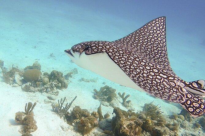 4 Hour Private Catamaran Sail and Snorkel from Grace Bay Beach, Providenciales - Who Will Get the Most From This Four-Hour Charter