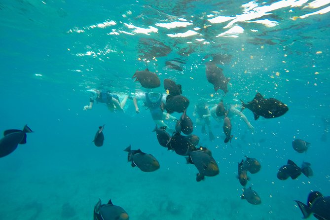 4hour Group Half Day Snorkeling Excursion in Grace Bay - Starting at The Bight and crossing Grace Bay