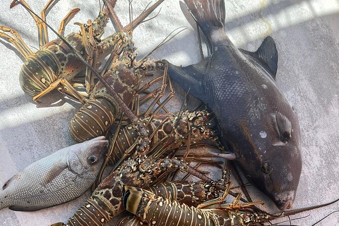 4HR-Halfday Private Fishing Tour in Gracebay - Is $1,680 a fair price?