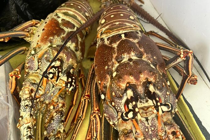 4HR-Halfday Private Fishing Tour in Gracebay - What you may catch in the shallow waters