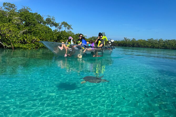 6-Passenger Motorized Clear Kayak Mangrove Tour in Providenciales - Wildlife to watch for below the clear hull