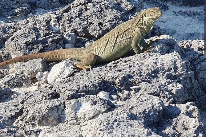 Clear Bottom Kayaks Mangrove and Iguana Tour - Key points to know before booking