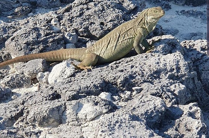 Clear Bottom Kayaks Mangrove and Iguana Tour - Is $155 a fair price?