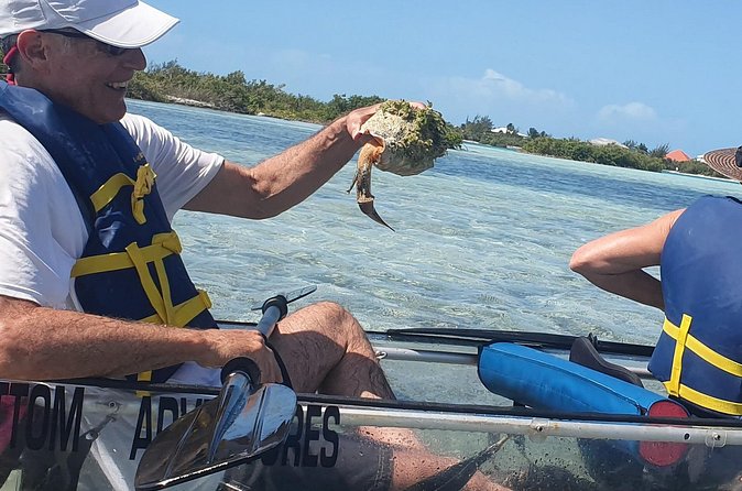 Clear Bottom Kayaks Mangrove Tour - What You Might See Beneath the Kayak