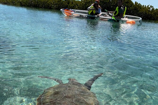 Clear Kayak Eco Tour Explore Mangroves and Meet the Turtles - Key points to know before you book