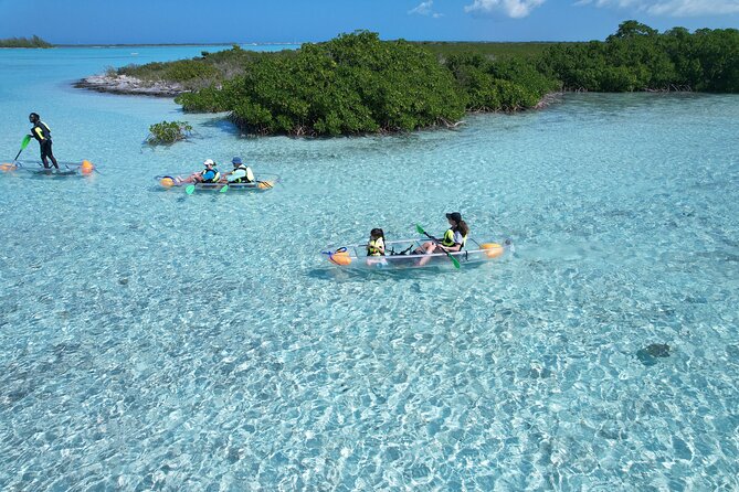 Clear Kayak Eco Tour Explore Mangroves and Meet the Turtles - The wildlife you may see at Mangrove Cay