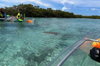 Clear Kayak Eco Tour Explore Mangroves and Meet the Turtles
