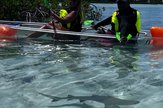 Clear Kayak Eco Tour Explore Mangroves and Meet the Turtles - Equipment concerns you should take seriously