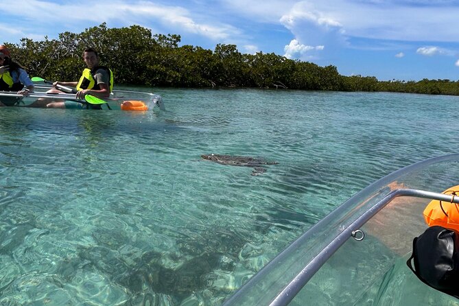 Clear Kayak Eco Tour Explore Mangroves and Meet the Turtles - Is $112 a fair price?