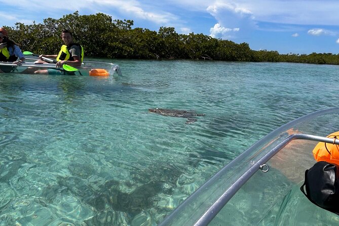 Clear Kayak Eco Tour Explore Mangroves and Meet the Turtles - Paddling through shallow water