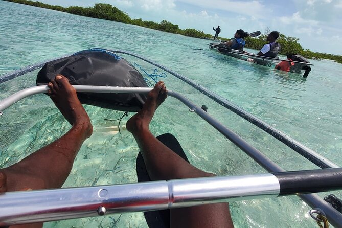 Clear Kayak Mangrove Eco Tour - What the clear kayak adds to the experience