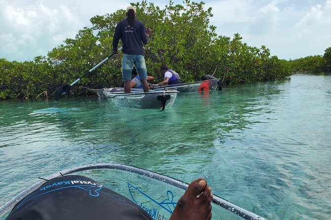 Clear Kayak Mangrove Eco Tour - Is $240 good value for two people?