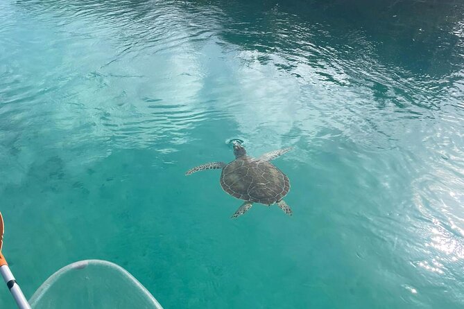 Clear Kayak Tour in Turks & Caicos Islands - Why the mangroves make this trip special