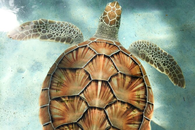 Clear Kayak Tour in Turks & Caicos Islands - Paddling through Mangrove Cay National Park
