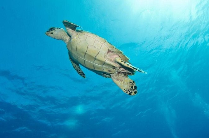Exclusive Supreme Snorkeling Tour - What $149 really buys you