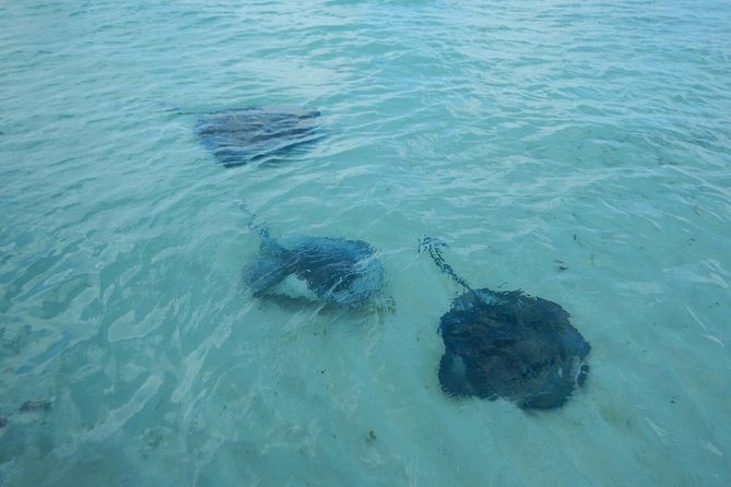 Exclusive Supreme Snorkeling Tour - Who should book this Grand Turk tour