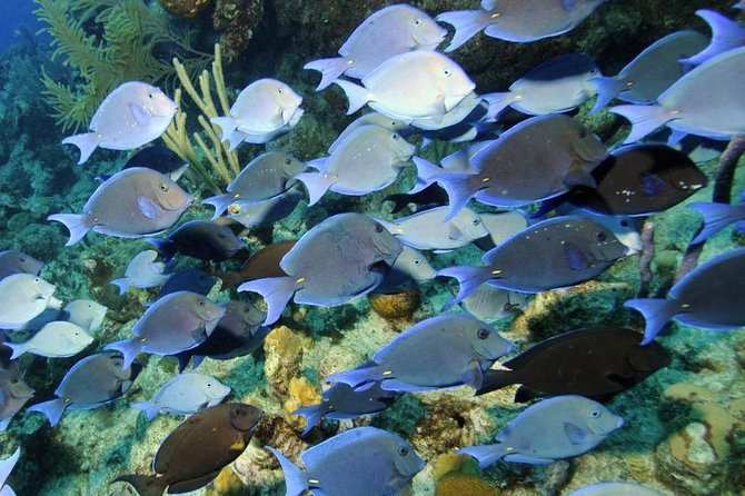 Exclusive Supreme Snorkeling Tour - Gibbs Cay gives the tour a different rhythm