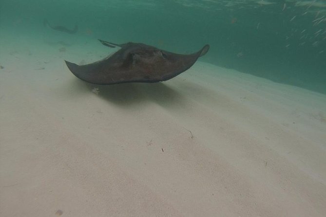Gibbs Cay Stingray and Conch Dive Adventure - Is $103 a fair price?