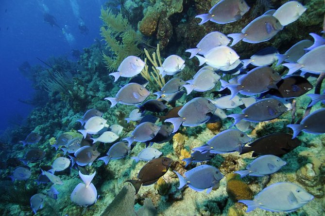 Grand Turk - Amazing Wall Snorkeling Tour - What makes Grand Turk’s Wall different