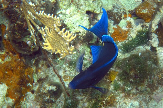 Grand Turk - Amazing Wall Snorkeling Tour - The short boat ride and safety briefing
