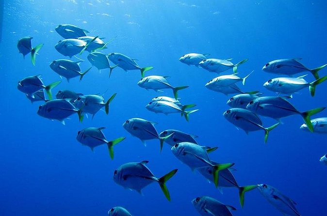 Grand Turk - Amazing Wall Snorkeling Tour - Snorkeling above the dramatic shelf