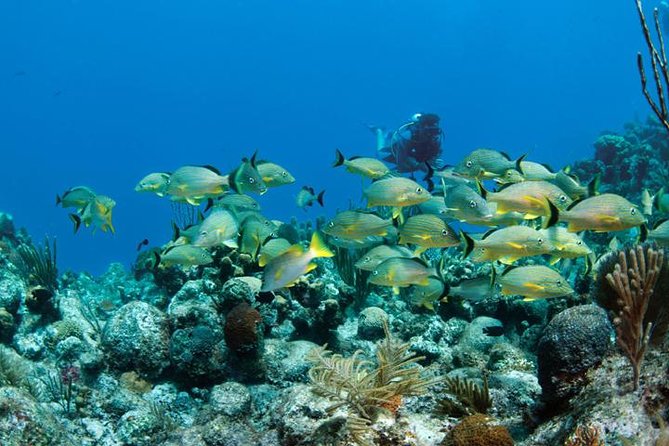 Grand Turk - Amazing Wall Snorkeling Tour - Optional conch and stingray additions