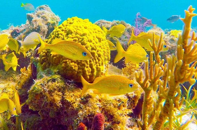 Grand Turk - Amazing Wall Snorkeling Tour - The crew and the small-business feel