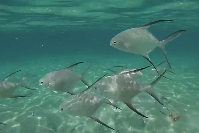 Grand Turk - Amazing Wall Snorkeling Tour - Is $103 a good value?