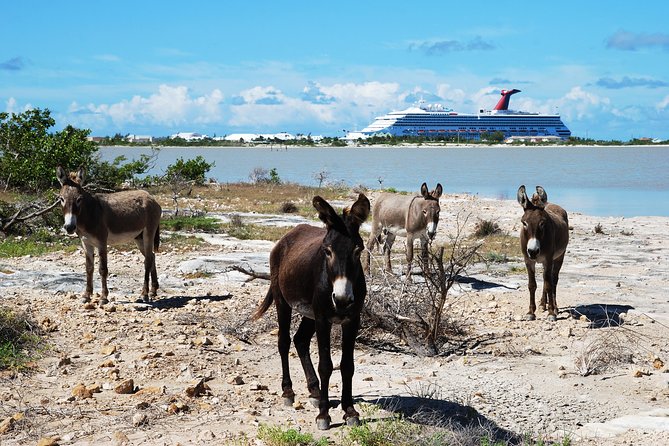 Grand Turk Historical Sightseeing Tour by Tram - Quick points about the Grand Turk tram