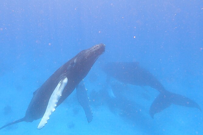 Grand Turk: Whale Watching - Why Grand Turk is a good place for whale watching