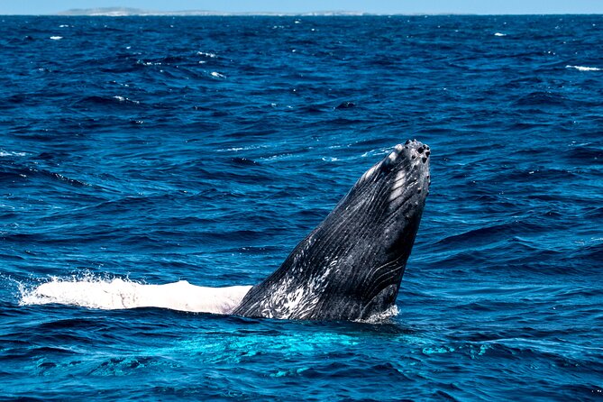 Grand Turk: Whale Watching - Watching the open water from the boat