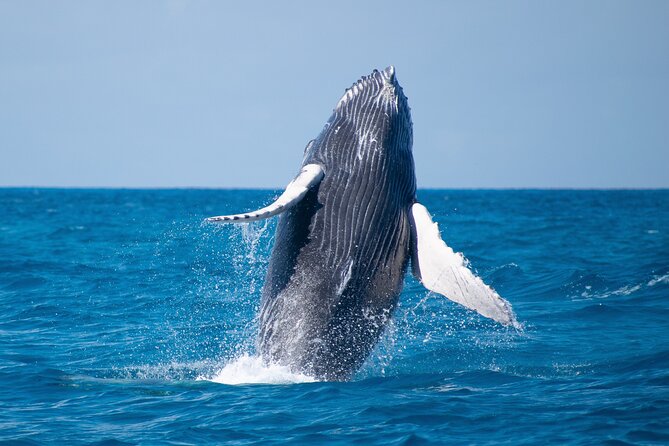 Grand Turk: Whale Watching - Snacks, water, and a glass of rum punch