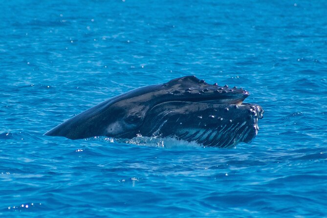 Grand Turk: Whale Watching - Is $200 a fair price?