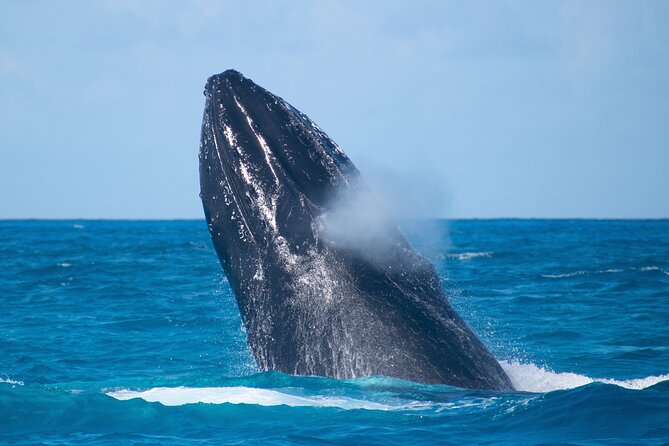 Grand Turk: Whale Watching - Who will get the most from this outing?