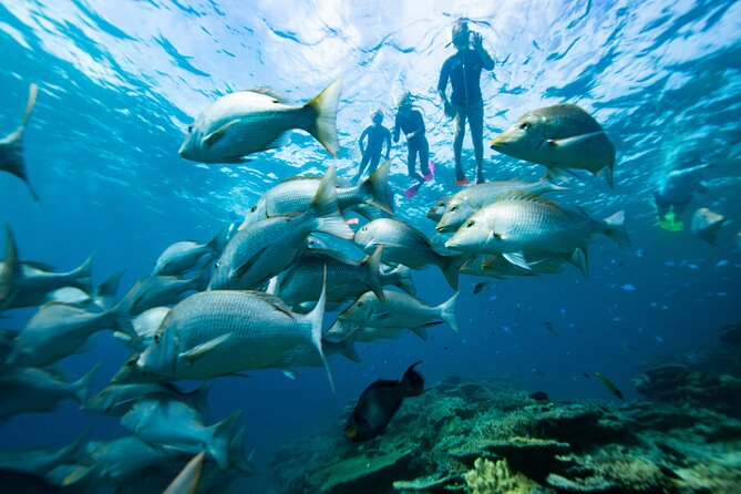 Group Catamaran 4 hr tour coral reef fun Iguana island adventure! - The reef stop comes first