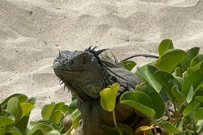 Half Day Private Sun and Snorkel exploring the Turks and Caicos - Who will enjoy this charter most