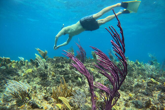 Half Day Snorkel from Providenciales with Visit to Half Moon Bay - Food included during the four hours
