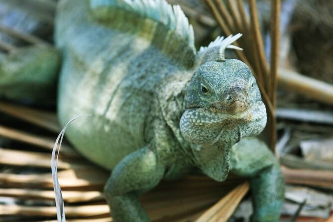 Jet Ski Adventure to Split Rock, Pirates Cove, Iguana Bay Cay - Iguana Cay and the native rock iguana