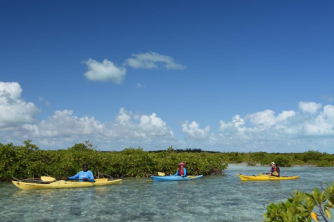 Kayak Eco Tour - Why the Providenciales mangroves matter
