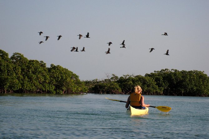 Kayak Eco Tour - Following the serpentine mangrove channels