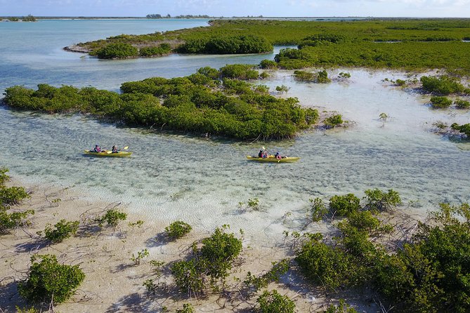Kayak Eco Tour - Looking for turtles, sharks, and upside-down jellyfish