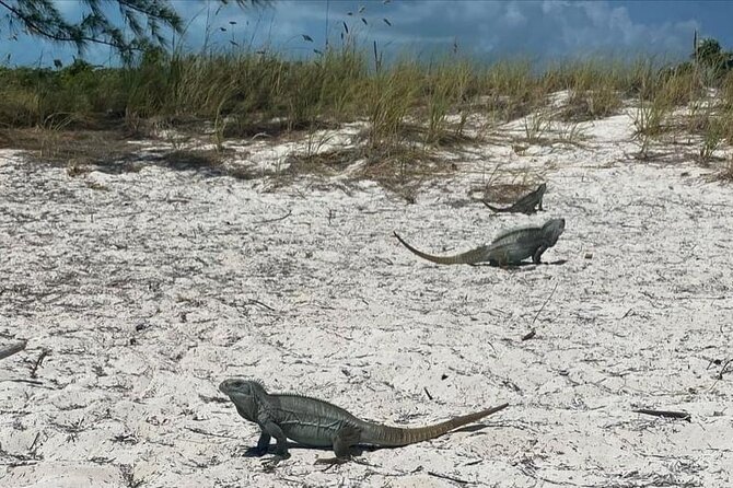 Let me take you to Caicos Jetski safari Private Tour - La Famille Express: a shipwreck with a jump